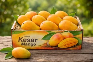 Gujarat’s Trusted Agri-Export Company Since 2021