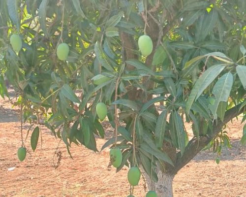 Wholesale Fresh Kesar Mango Exporter Ahmedabad Gujarat India