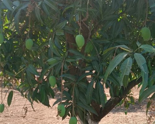 kesar mango orchard Talala Gir Gujarat farm