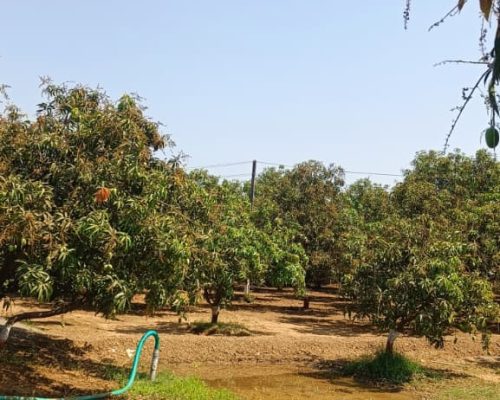 Talala Gir Kesar Mango Supplier & Exporter – Ahmedabad