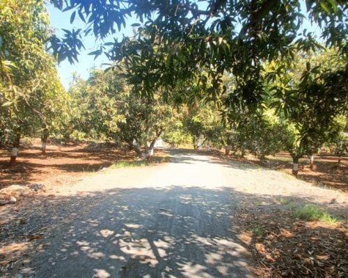 fresh kesar mango exporter Ahmedabad Gujarat