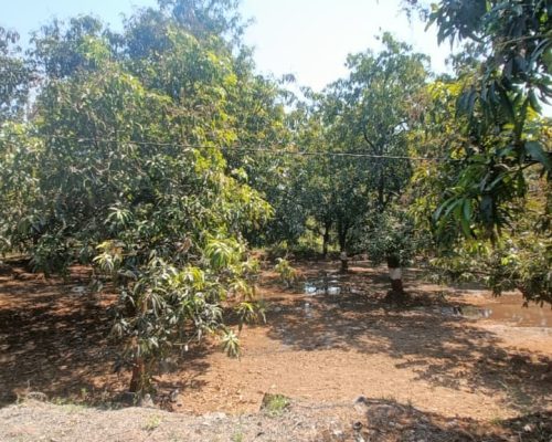 natural ripened kesar mango Ahmedabad India