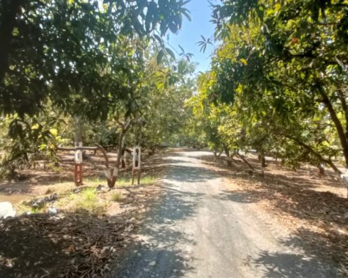 hand picked kesar mango farm Navsari Gujarat