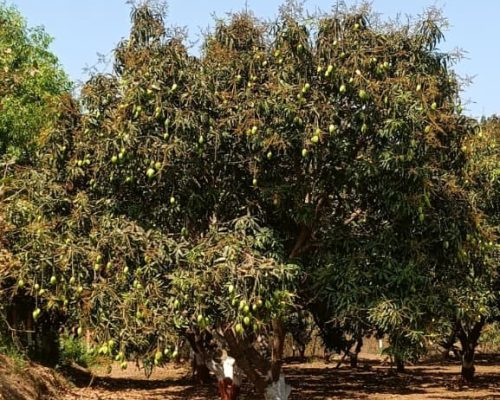 saffron colour kesar mango sweet Gujarat