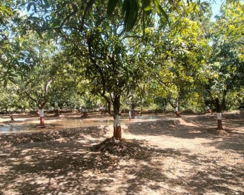 organic kesar mango supplier Ahmedabad Gujarat