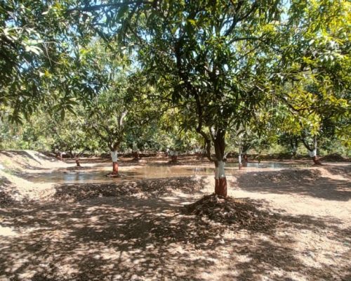 kesar mango 5kg box packing Ahmedabad exporter