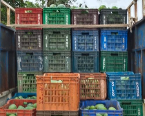 kesar mango corrugated box packing Ahmedabad export