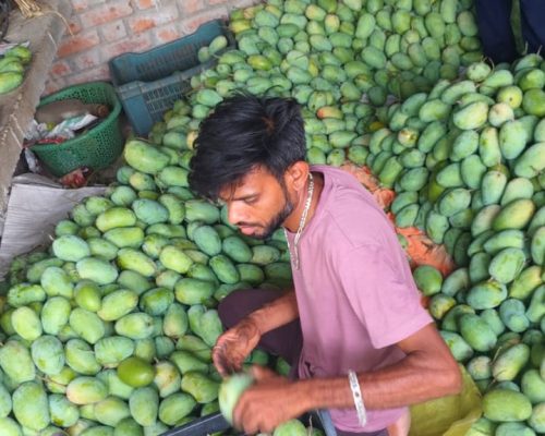 Buy Premium Kesar Mango Online from Ahmedabad